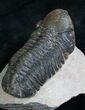 Reedops Trilobite From Morocco #8314-1